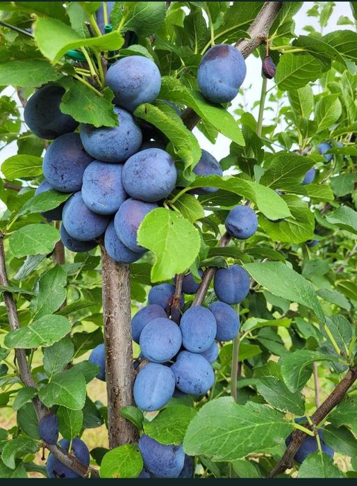 Vând prune de țuică  sau pălincă