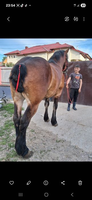 Vând cal de 2 ani