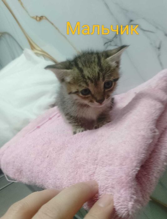 Кот и кошка можно забрать