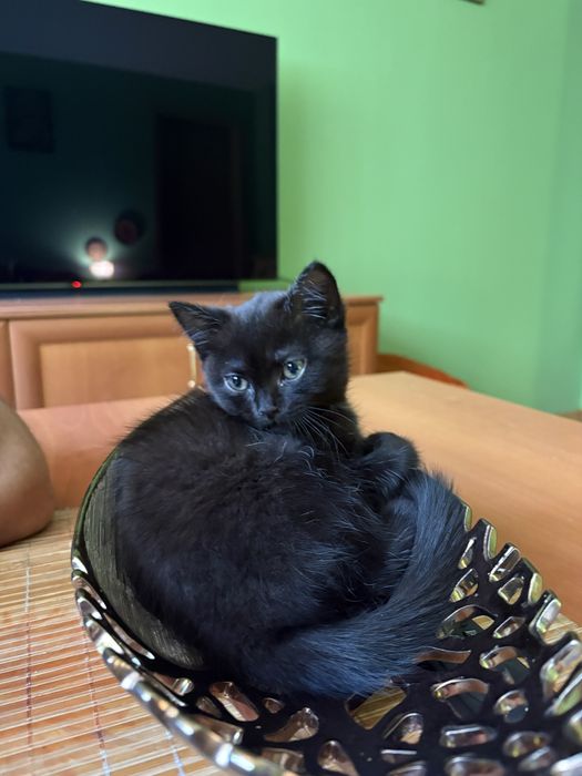 Котенце женско на 2,5 месеца