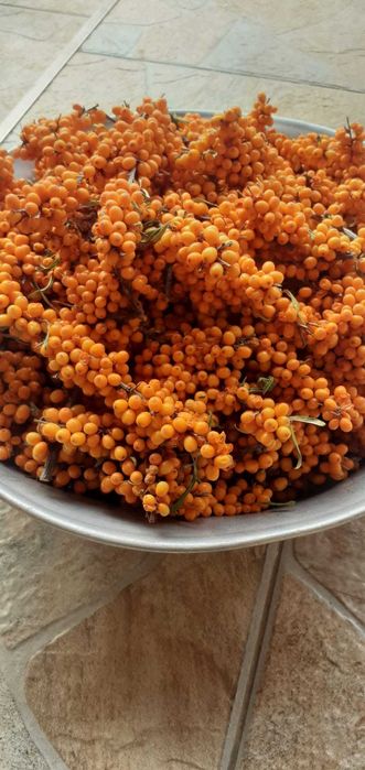 Vand catina din flora spontana