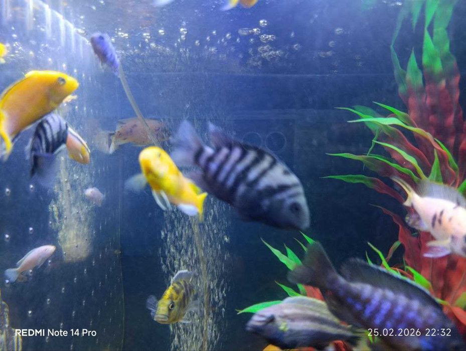 Akvarium va baliqlar sotiladi NURAFSHON