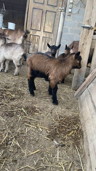 Сауын ешкі сатылады