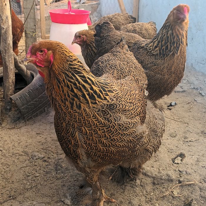 Vand gaini  brahma  și oua incubat