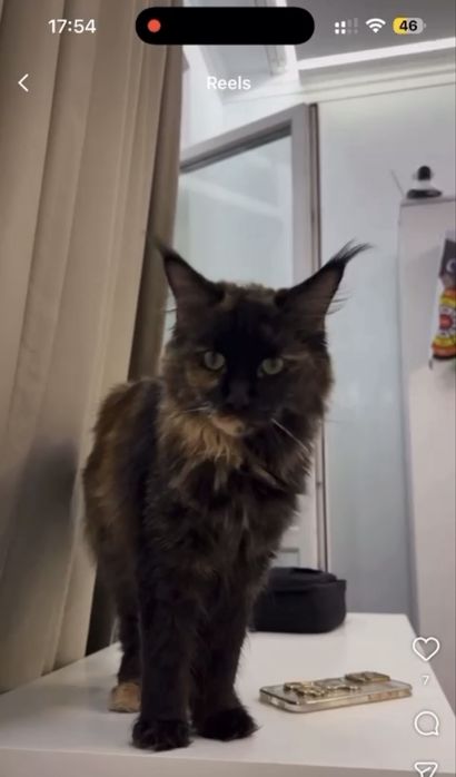 Кошка Мейн - кун