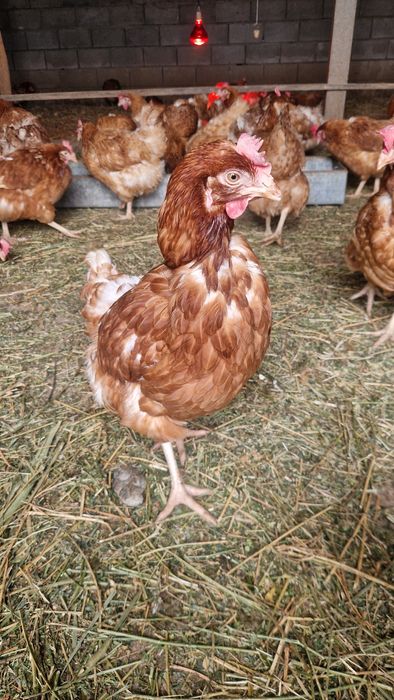 Продам Несушек Ломан Браун