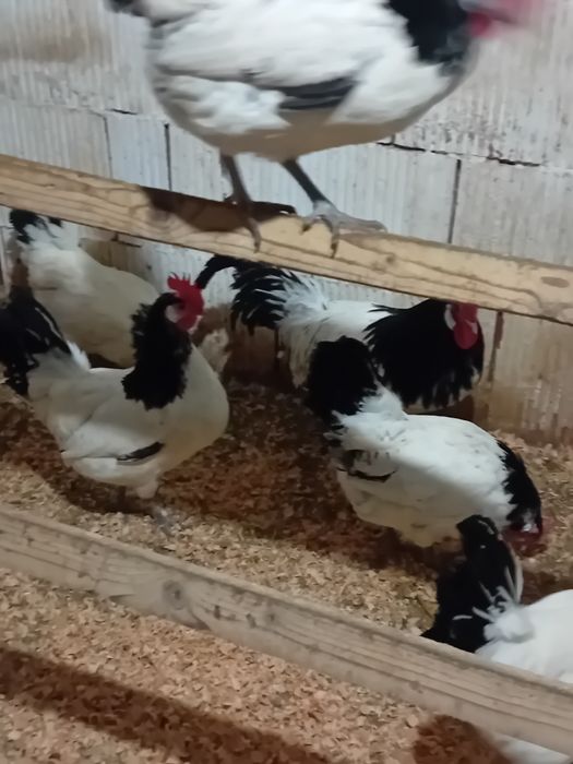 Disponibil Oua Lakenvelder