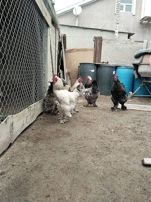 Молодые петухи брама