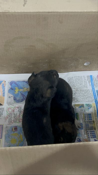 продам или обмен щенят тазы