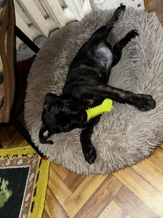 Отдам щенка в хорошие руки