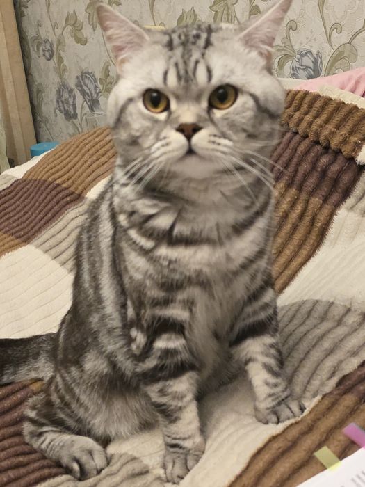 Кот шотландский с мраморным окоасом