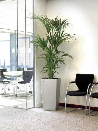 Живые цветы ! Аренда на мероприятия