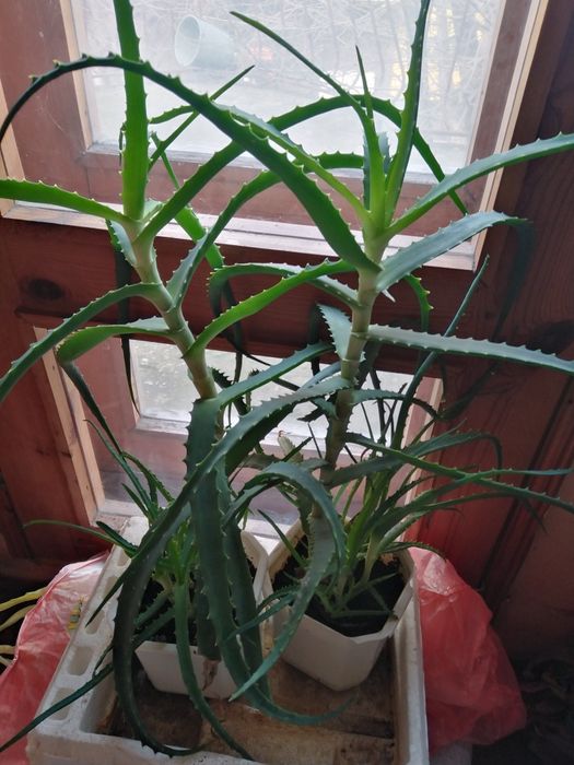 Лечебно АЛОЕ ВЕРА, Коледниче, КАЛАНХОЕ, Семена, от зеленчуци и цве