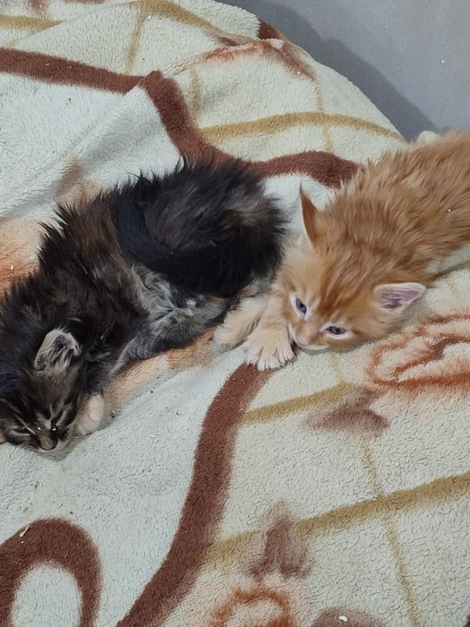 Котята породы Мейн Кун