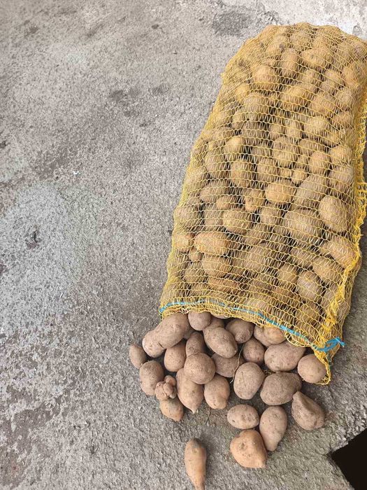 Продавам едър картоф Сорая 0.40 цента . Семе Сорая 0.20 цента