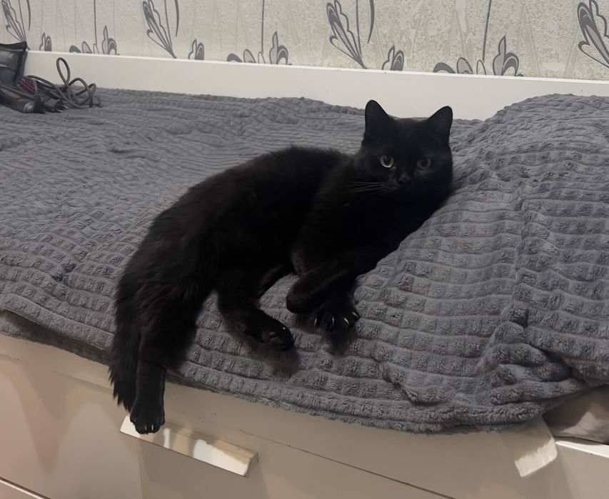 Отдам даром кота