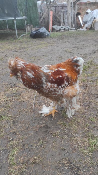 Петли струмски стандарт