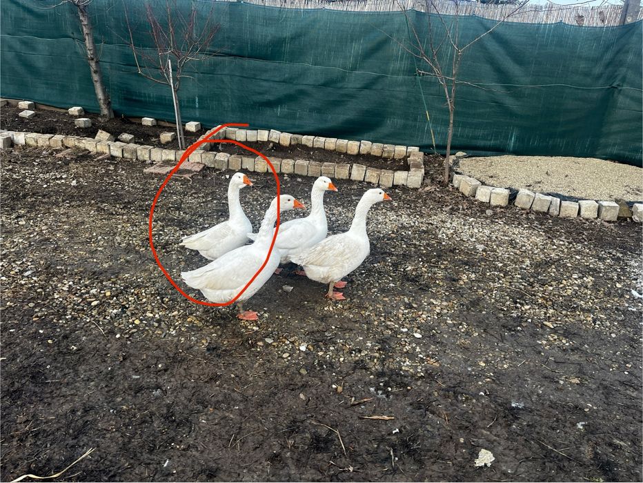 Gasca alba de vanzare