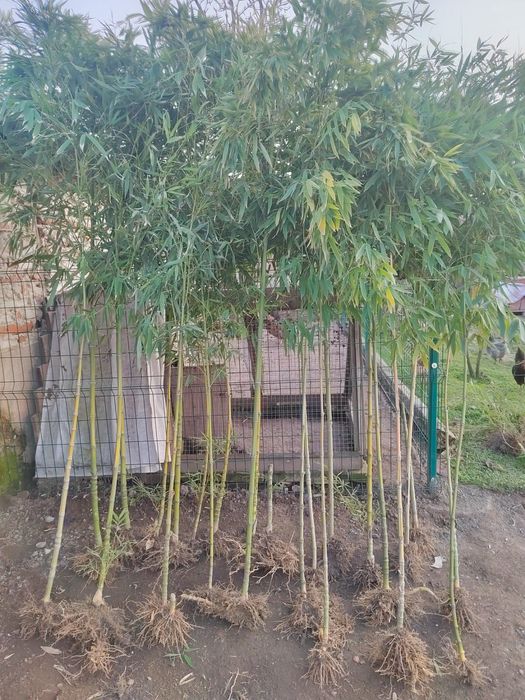 Бамбук на гол корен