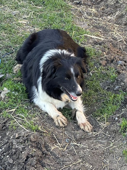 Продавам чистокръвни кучетца  бордър коли