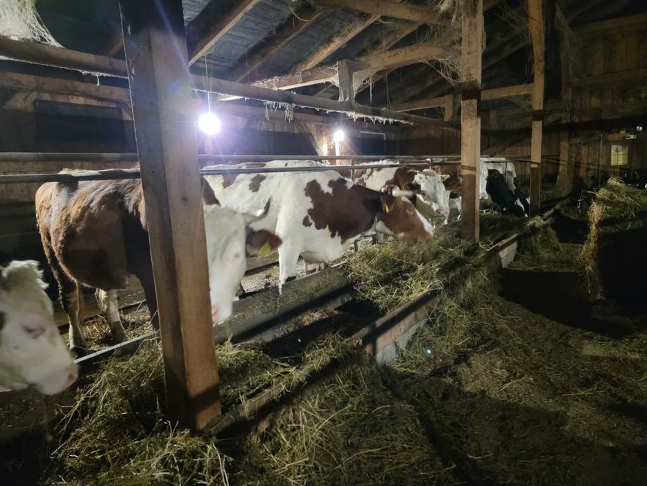 De vanzare vaci de lapte zece capete