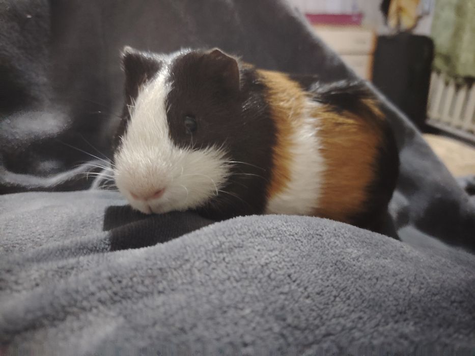 Продам морских свинок мальчиков