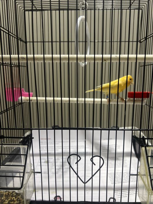 Канарейка самец