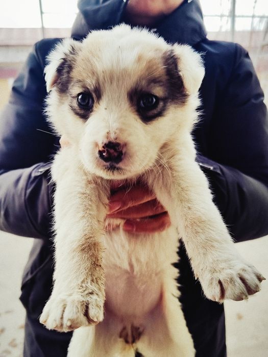 Кучукча топиб олдим, мехрибон инсонларга бераман