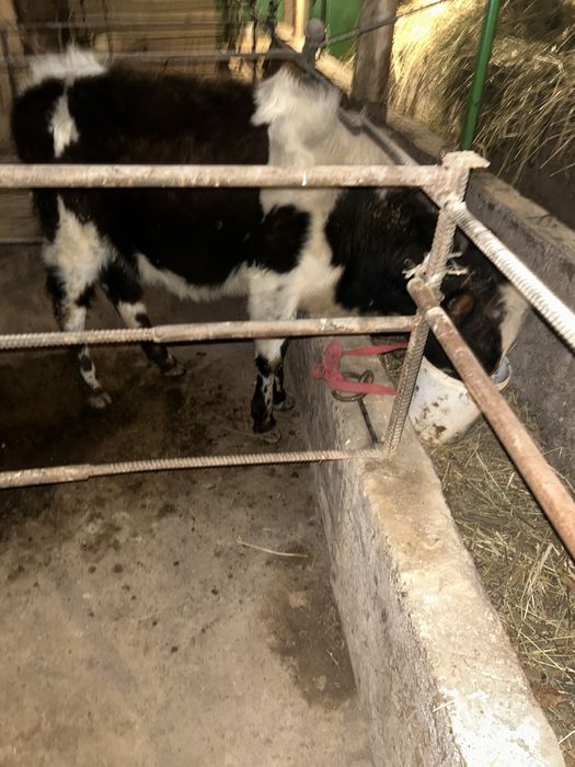 8 oylik mol sotiladi