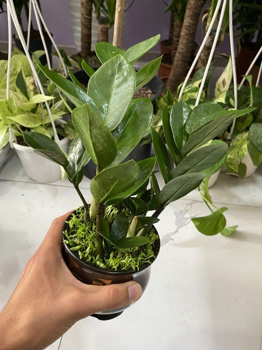 Цветы для дома и офиса. В скидочных ценах