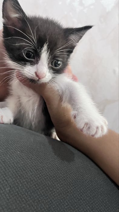 милые домашние котята