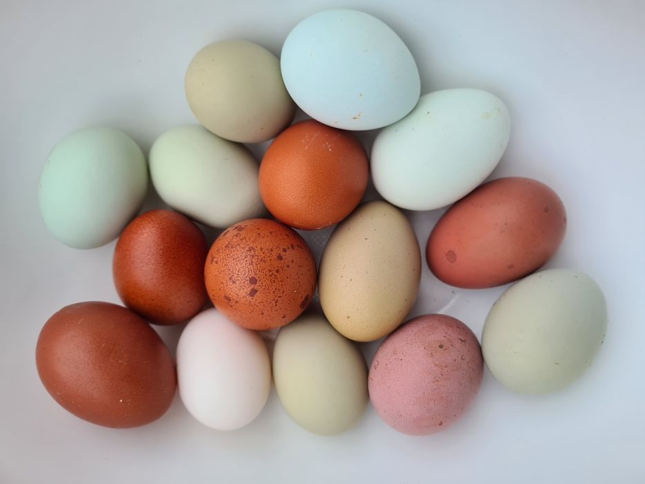 Oua incubație araucana britanica