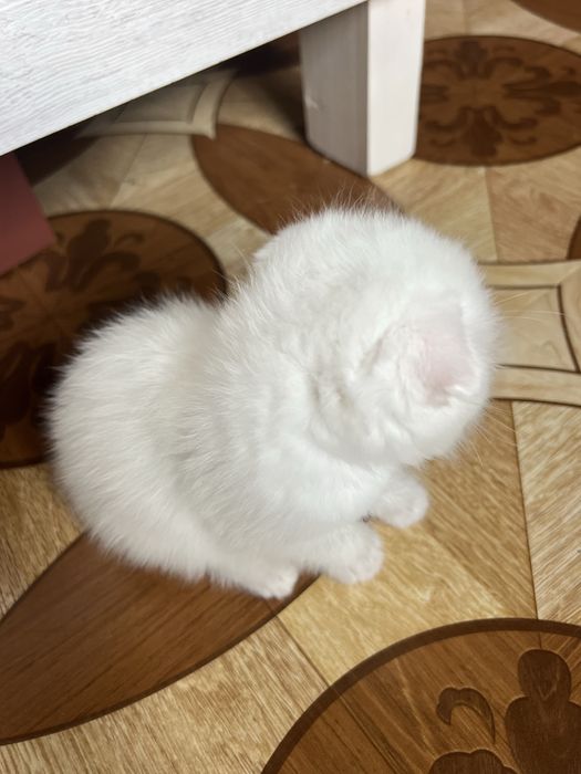 Кошечки веселоухи