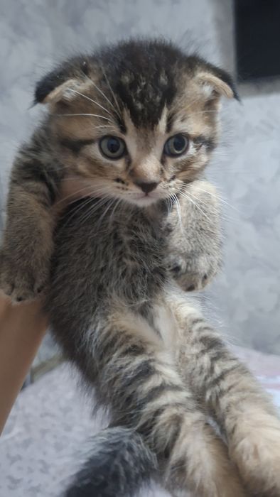 Продается котята шиншиллы