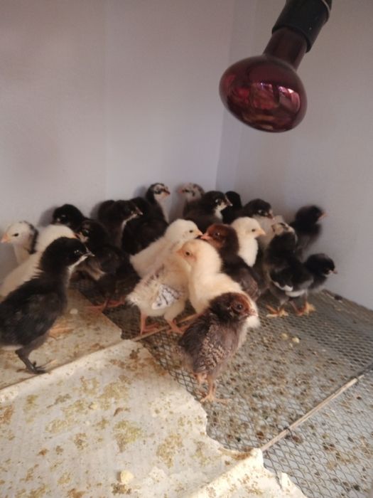 Продаются Циплята