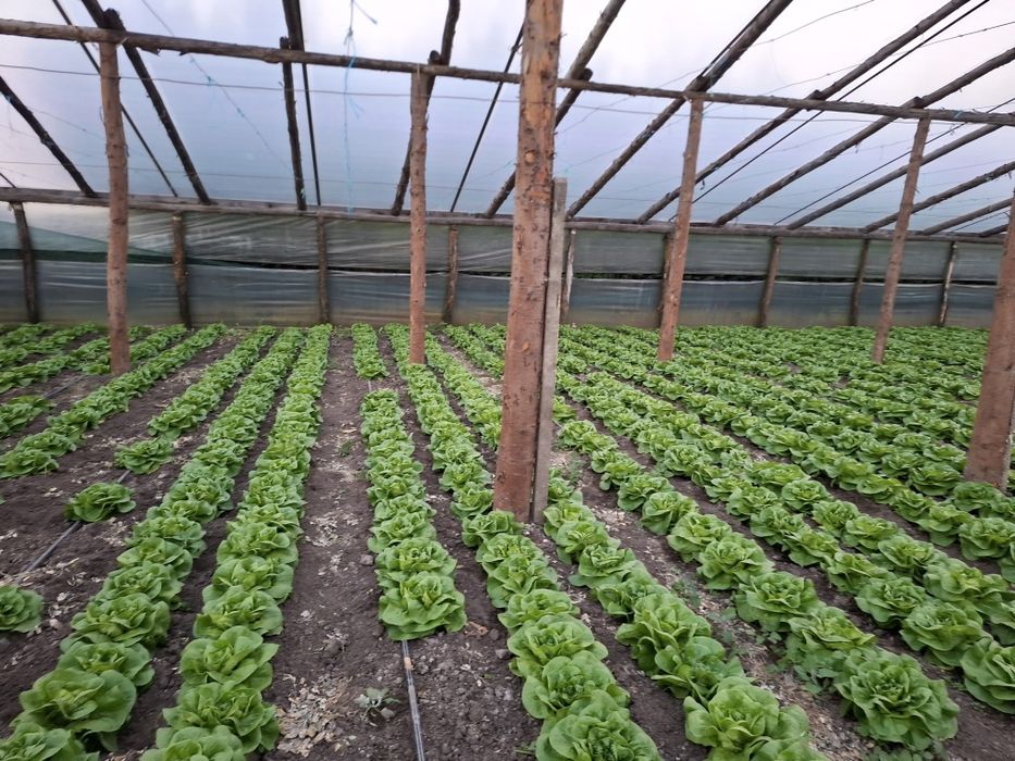 Salata verde de vanzare