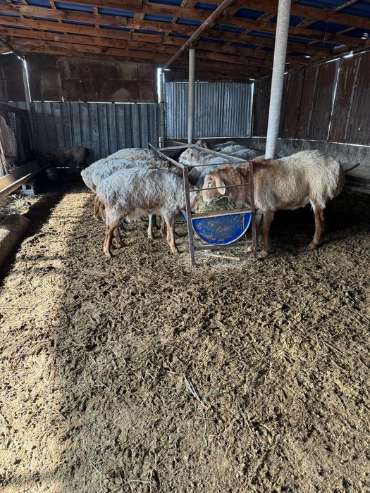 Қазақы қошқар сатылады