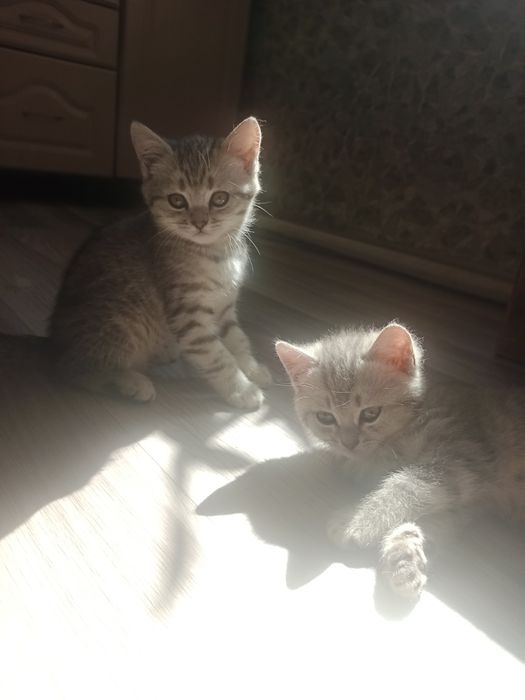 Котенок шатландец