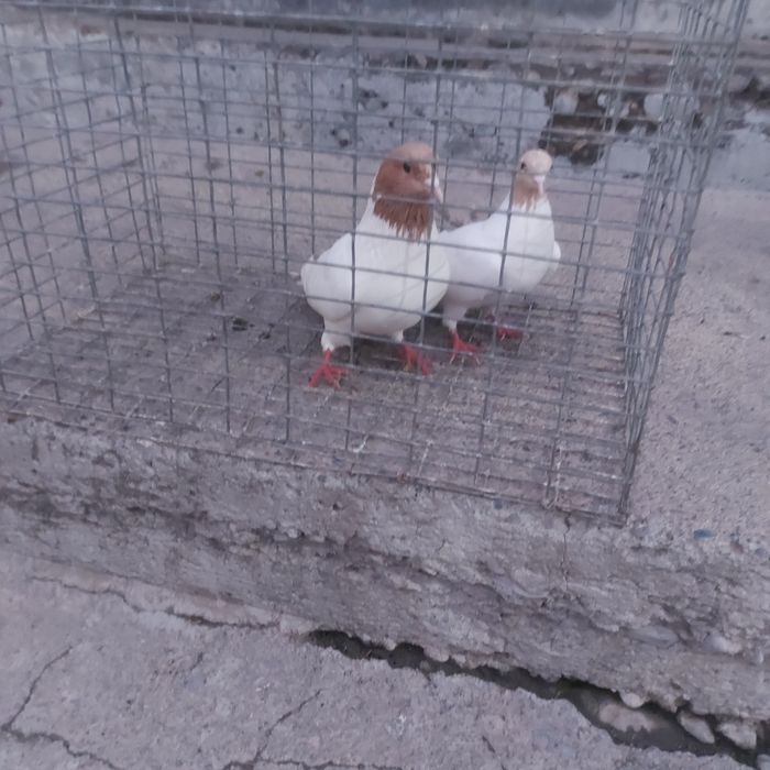 Сарыбас пара лет с игрой гатовый