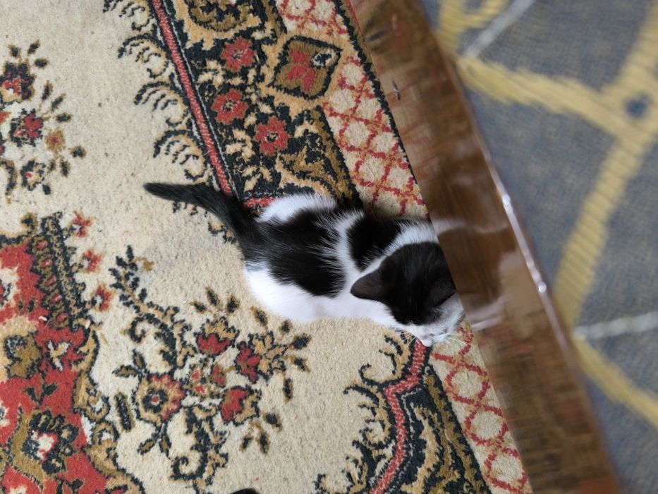 Ласковый котенок