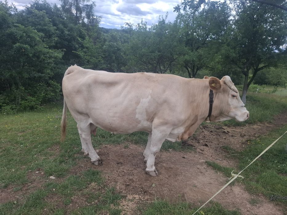 Vând vacă bălțată