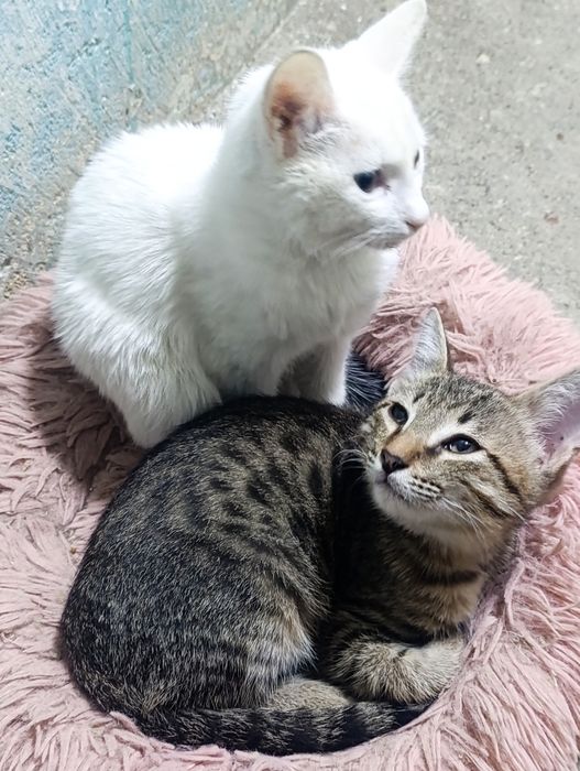 Отдам котят в добрые руки