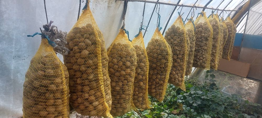 Добре сортирани  орехи