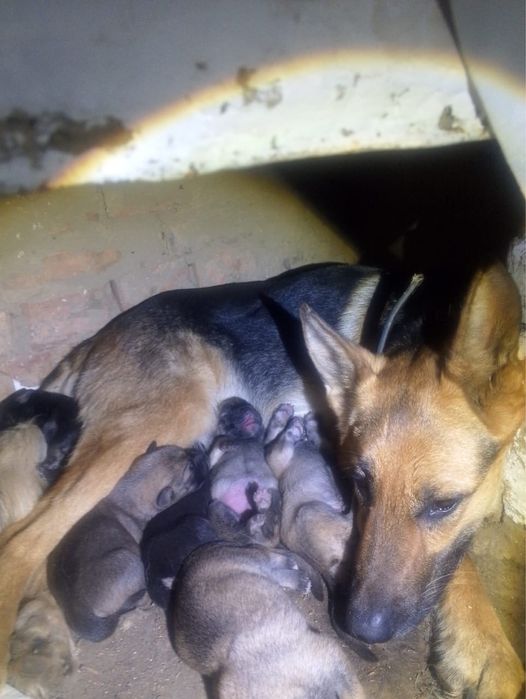 Продам месячных щенков