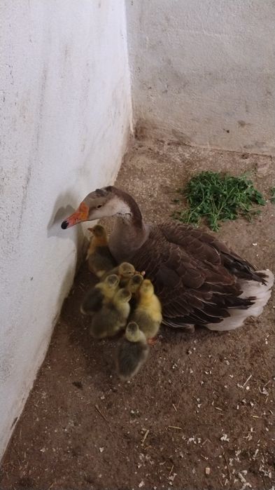 Gâscă românească cu 7 boboci