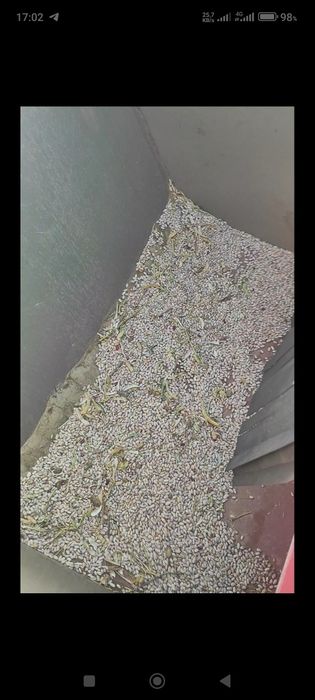 ФАСОЛ НУХАТ ЙЕРЁНГОК  МОШ  комбайн 2023 йил хитой давлатидан келган