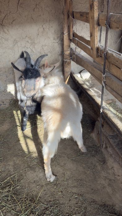 Текелер сатылады!