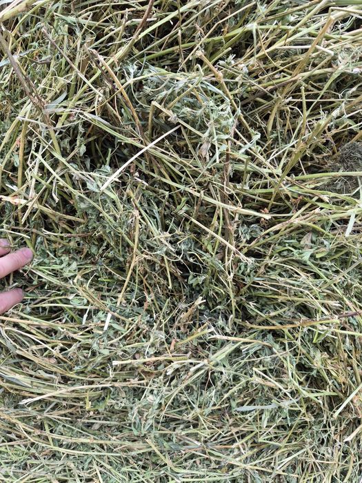 Baloti de lucerna cu certificat ECOLOGIC
