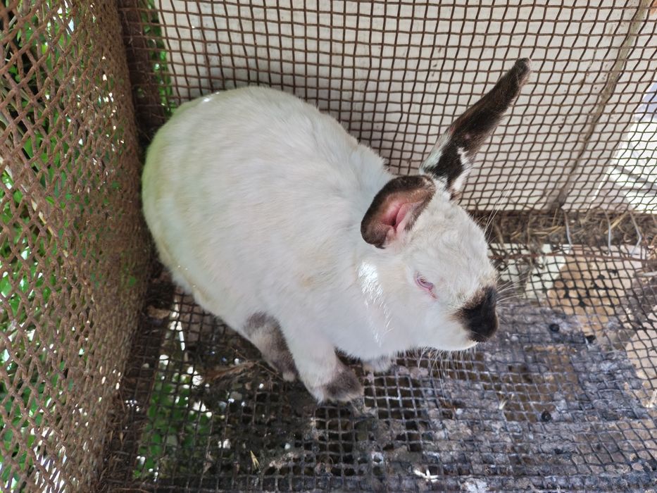 Калифорния Куенла