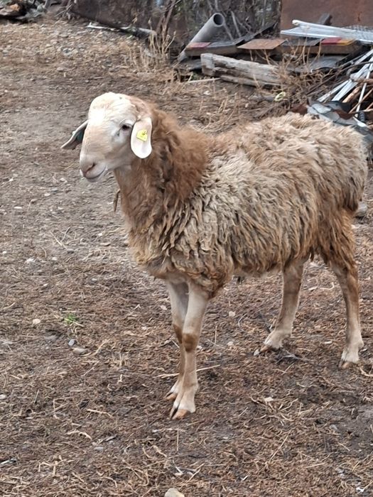 Продам  кошкаров